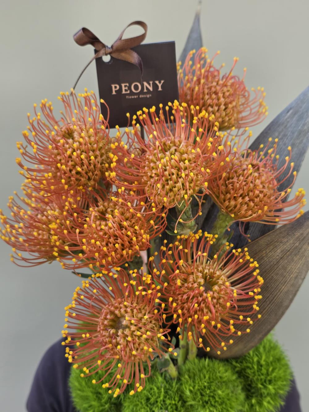 Sunny Coral Radiance